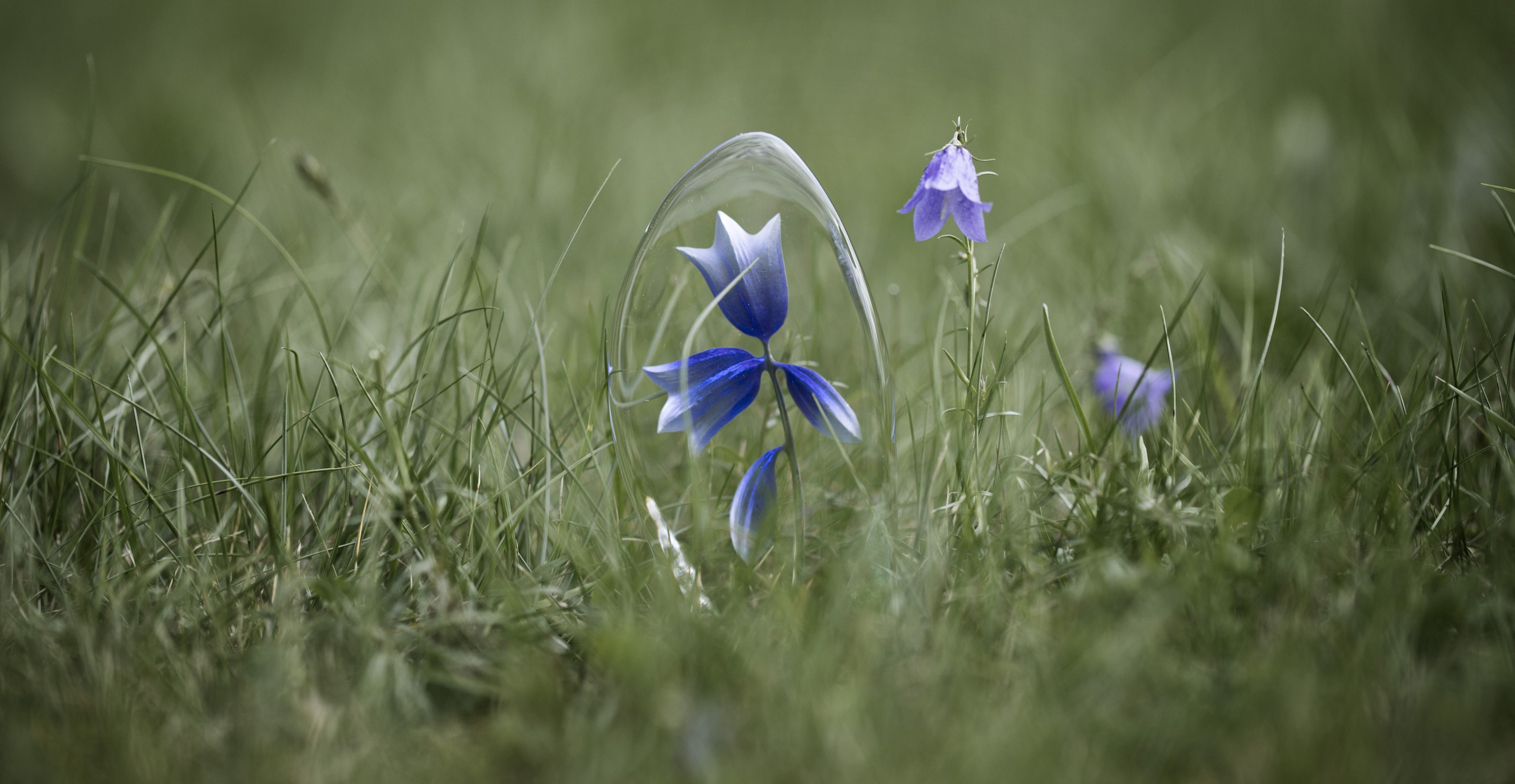 Maleras Herbel glass flower sculpture