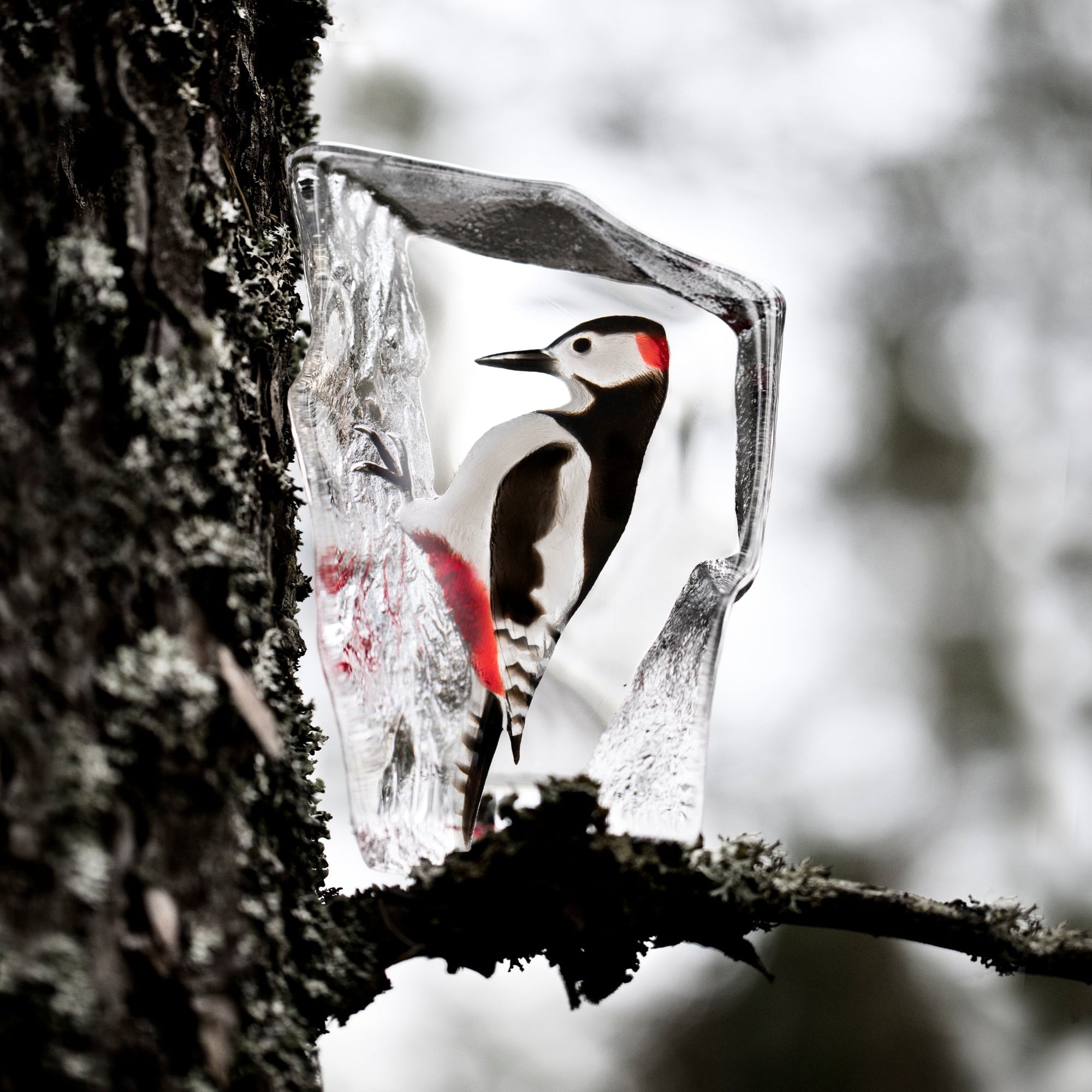 Woodpecker trapped in a block of ice against a blurred forest background