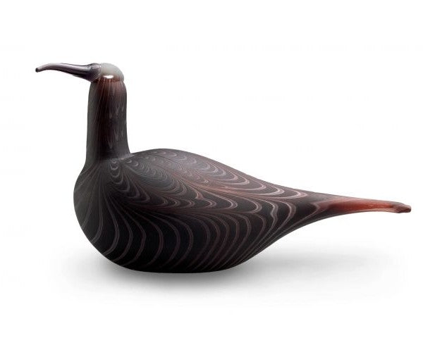 Curlew