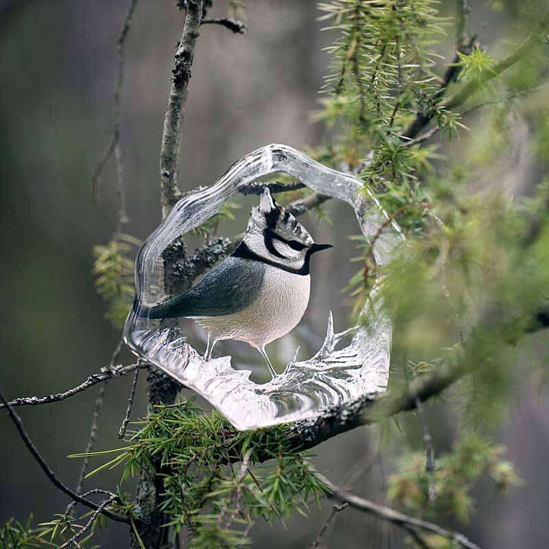 Bird Crest Tit