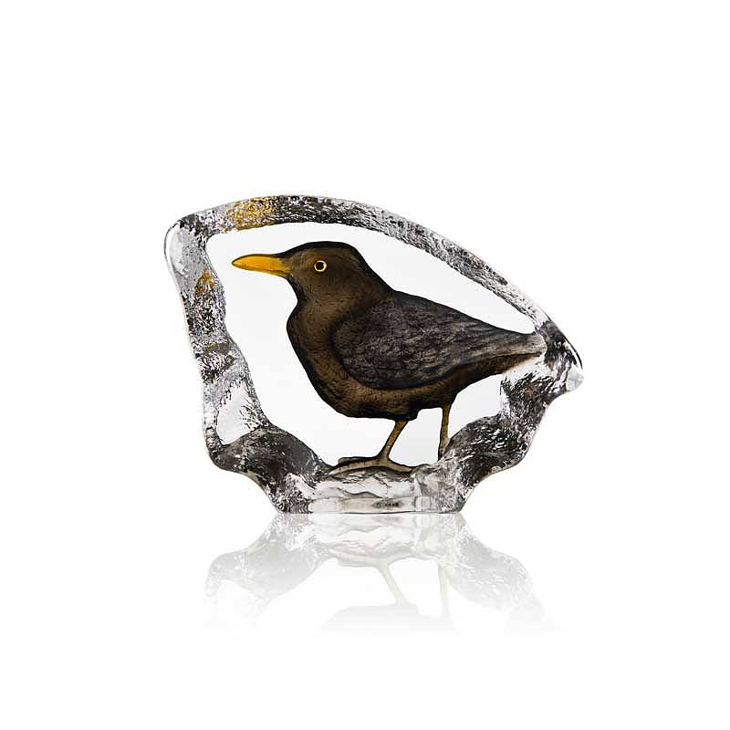 Bird Blackbird