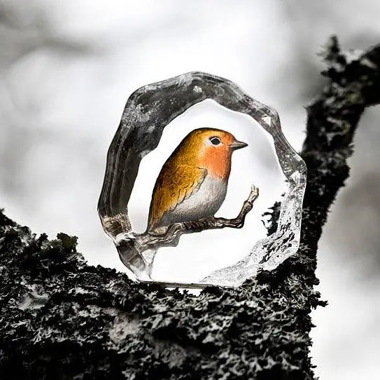 Bird Robin