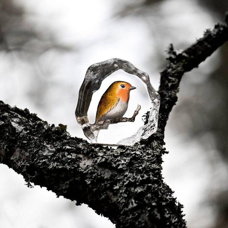Bird Robin