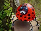 Romeo red - LAMP